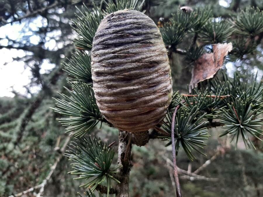 Cedrus libani fruit
