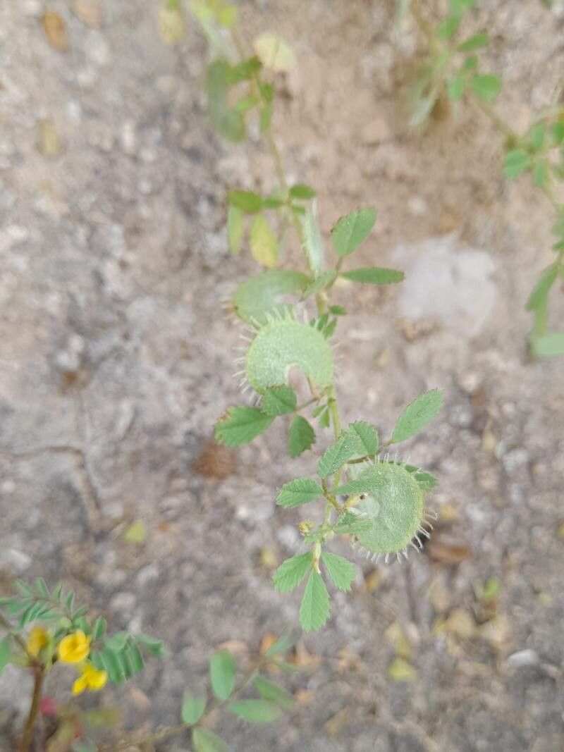 Medicago radiata habit