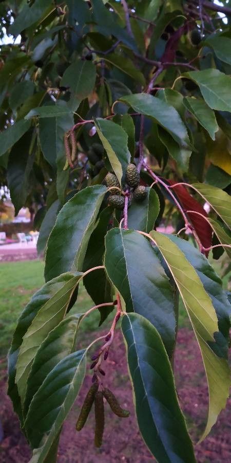 Alnus x spaethii leaf