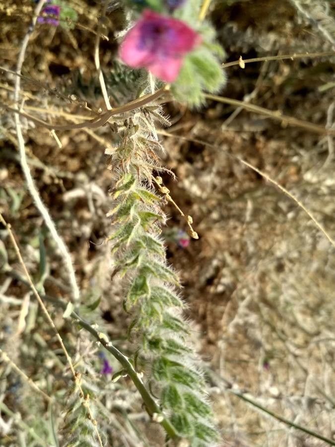 Echium humile leaf