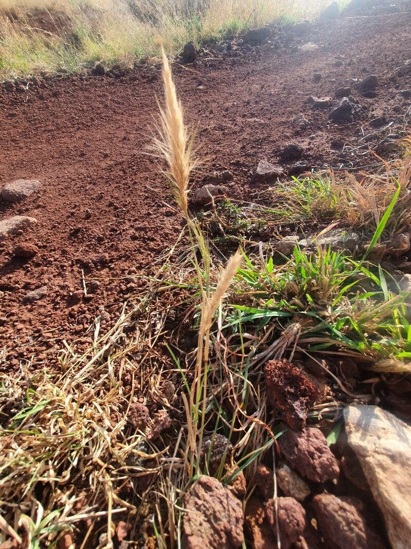 Aristida adoensis habit
