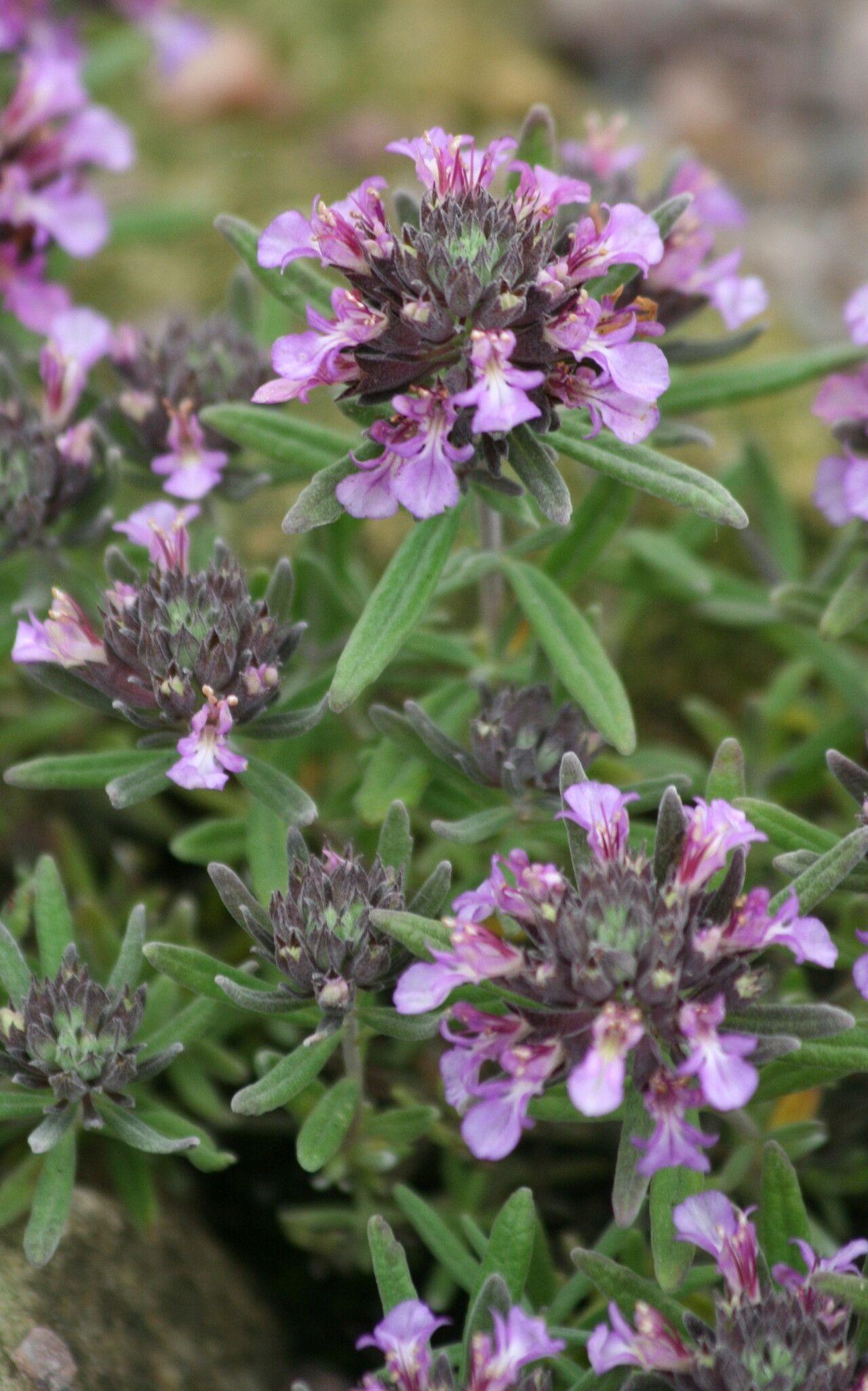 Teucrium cossonii flower