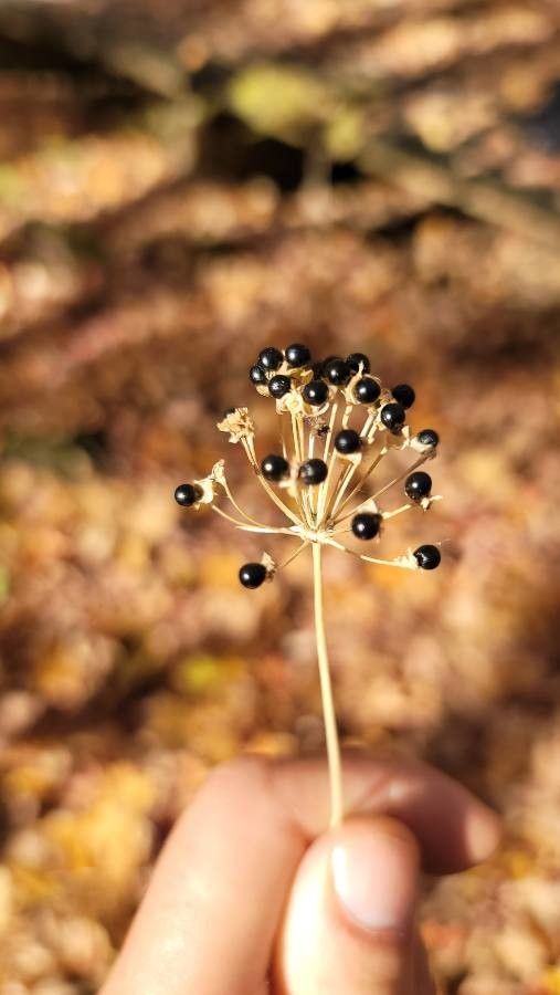 Allium tricoccum fruit