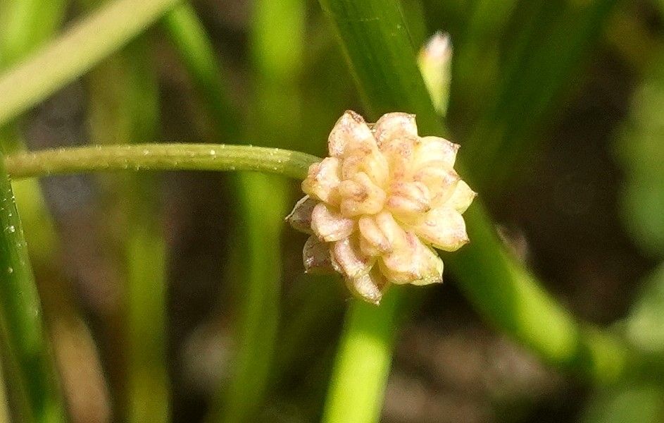 Baldellia ranunculoides fruit
