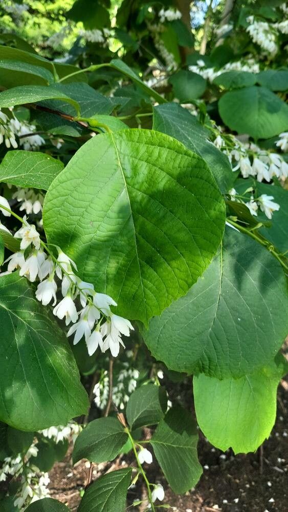 Styrax obassis — search result for 'Styrax'