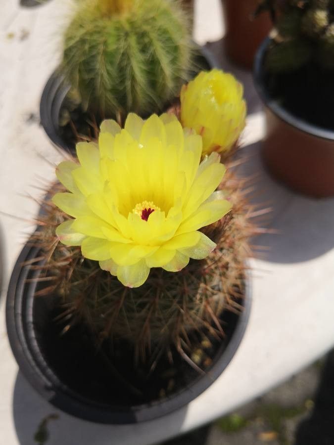 Parodia erubescens flower