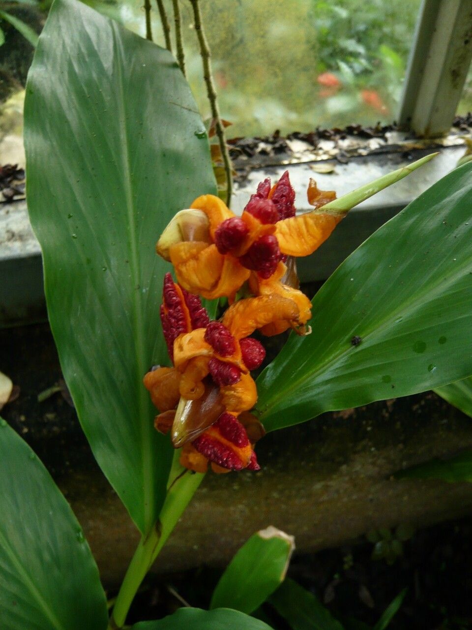 Hedychium horsfieldii other