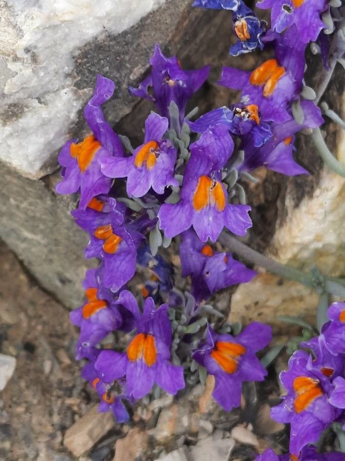 Linaria alpina flower