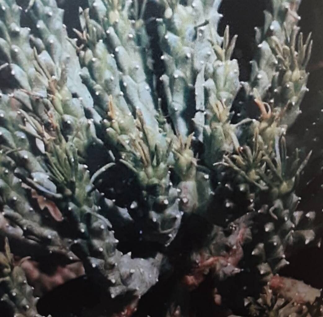 Euphorbia tuberculata — houseplant care guide