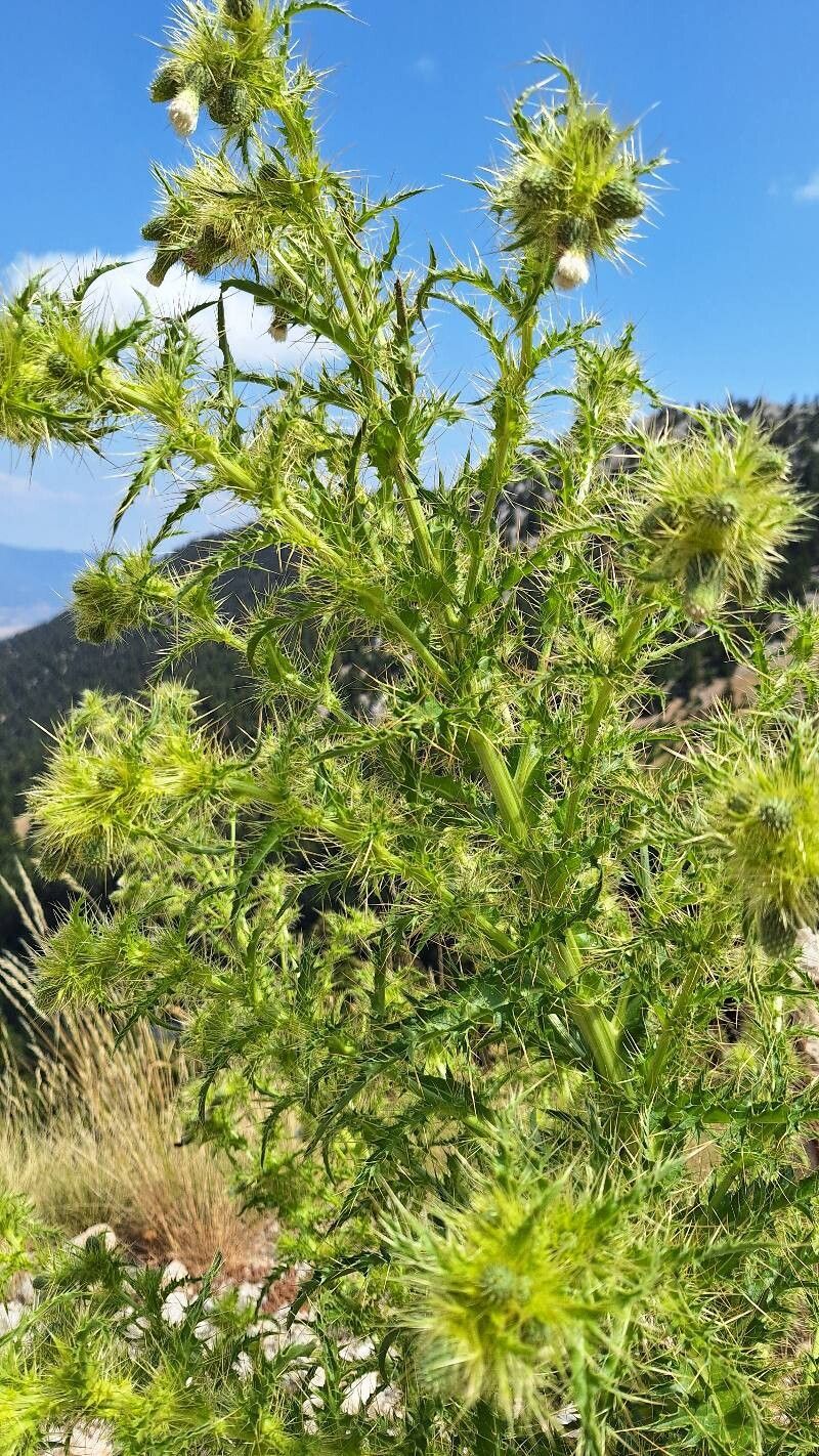 Cirsium candelabrum bark