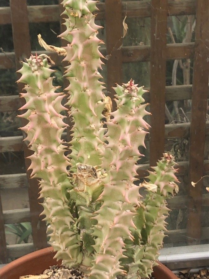 Euphorbia neoarborescens — search result for 'Tanzania'