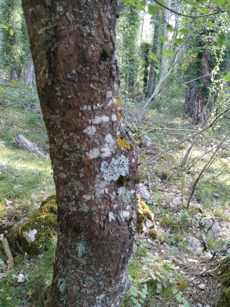 Acer granatense bark