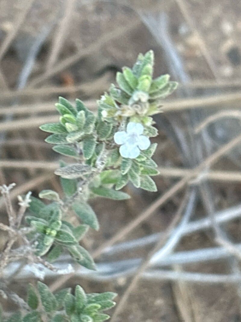 Micromeria ericifolia flower