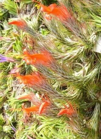 Tillandsia andreana habit