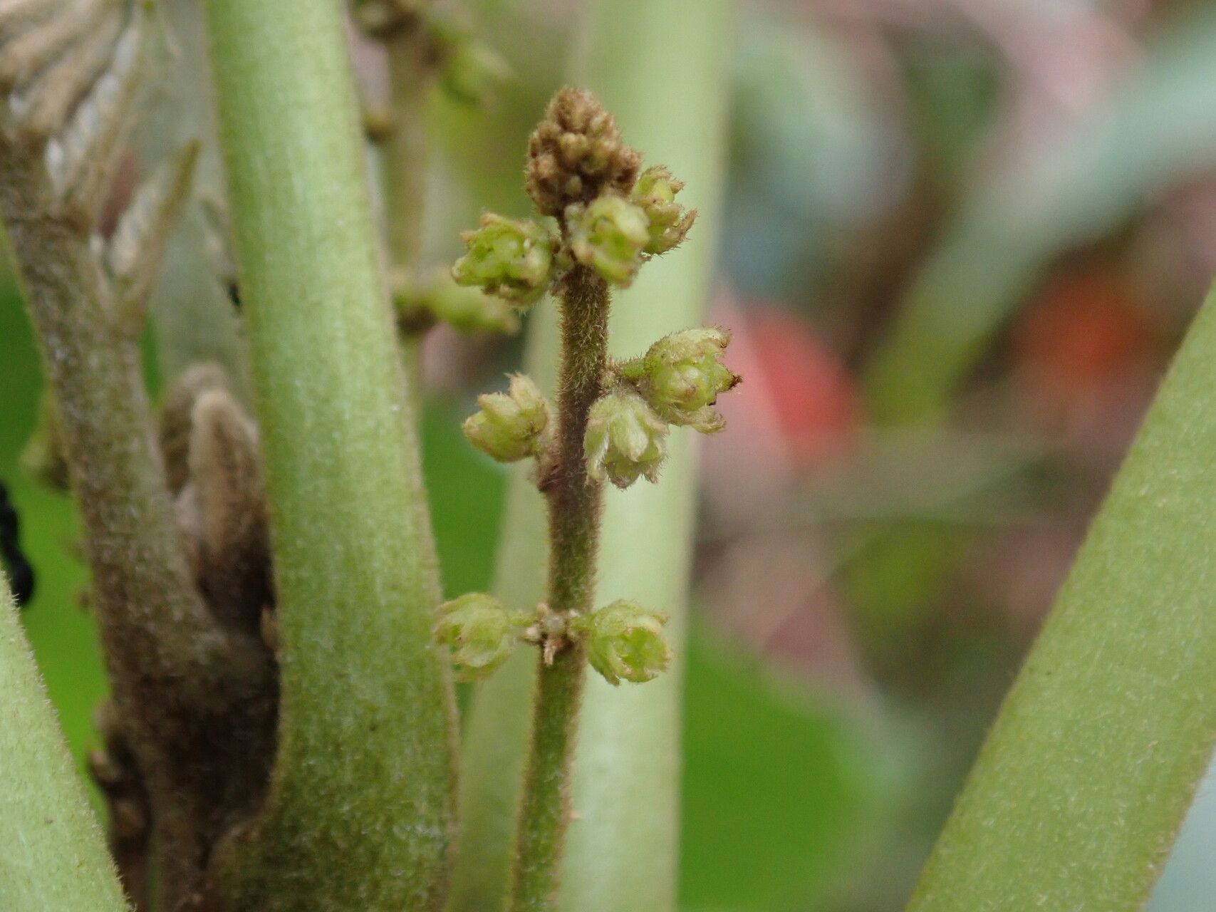Brucea antidysenterica flower