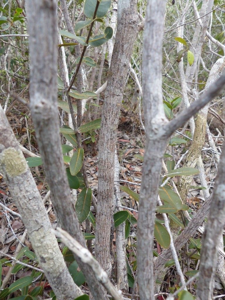 Pycnandra longiflora bark