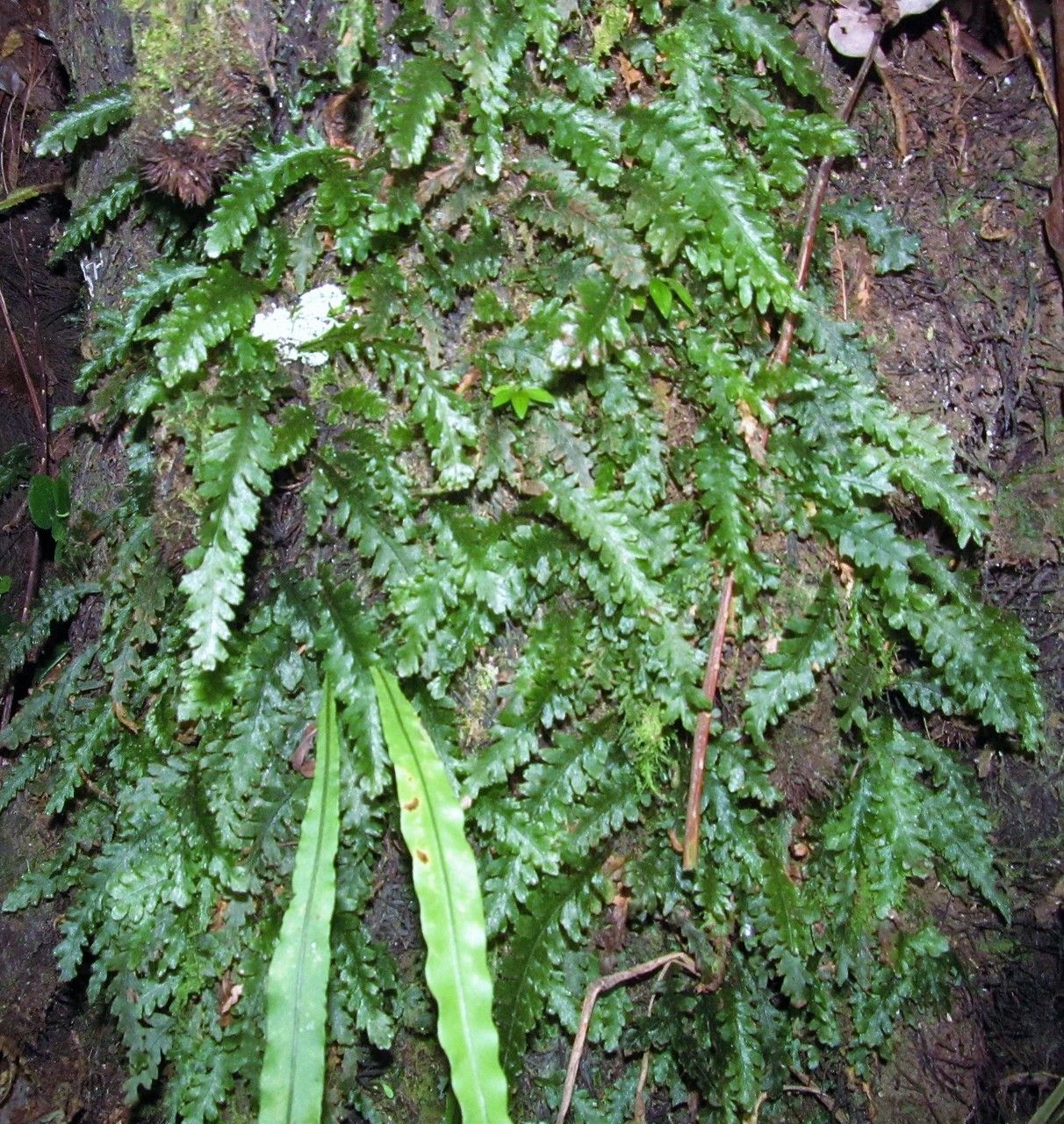 Trichomanes polypodioides habit