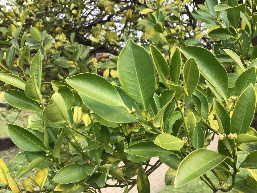 Citrofortunella microcarpa — search result for 'Citrus'