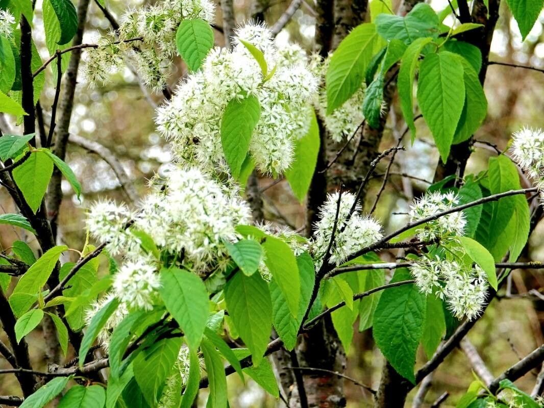 Prunus glandulifolia leaf
