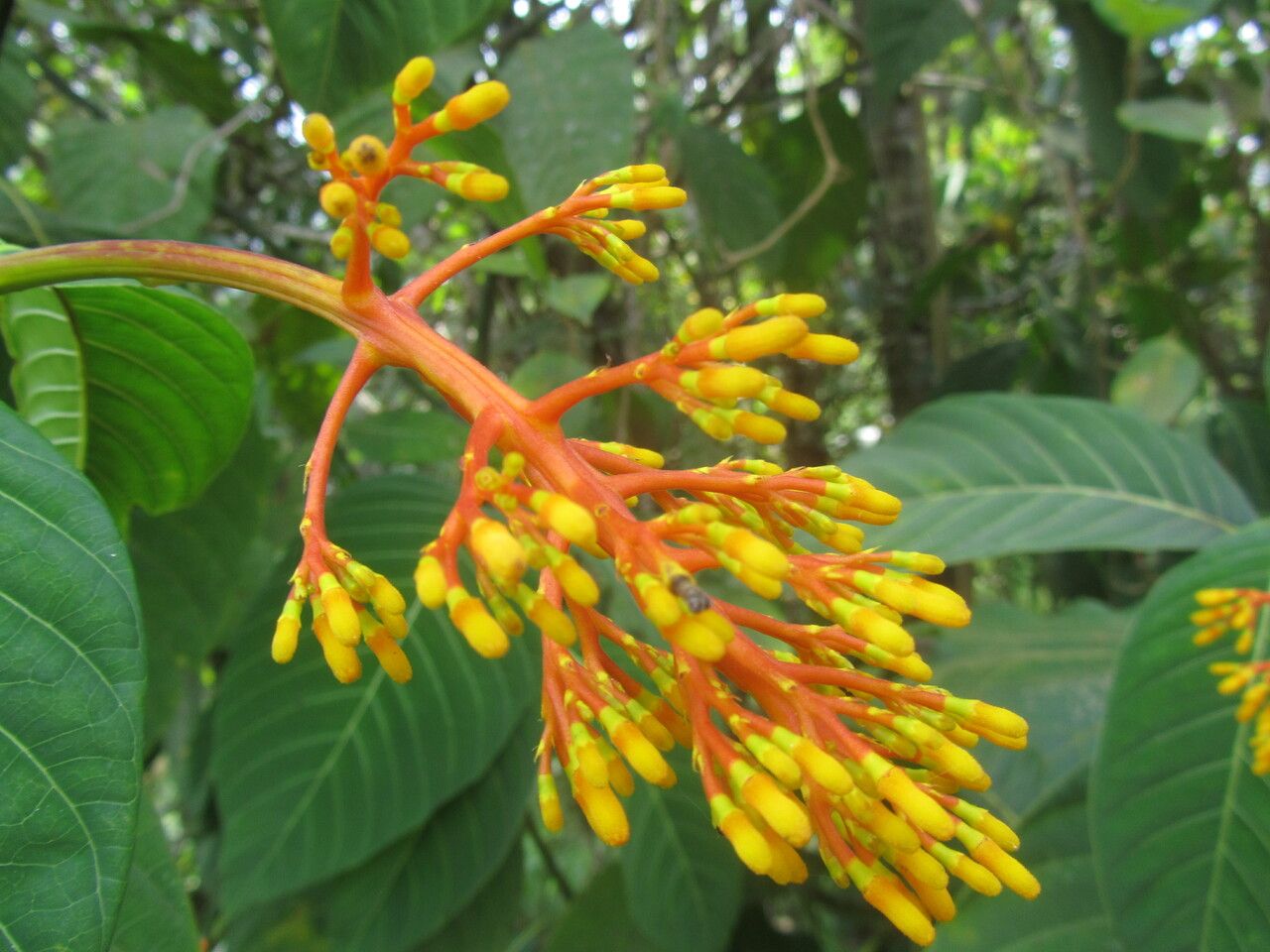 Palicourea guianensis flower