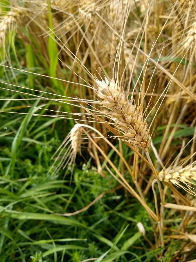 Triticum durum fruit