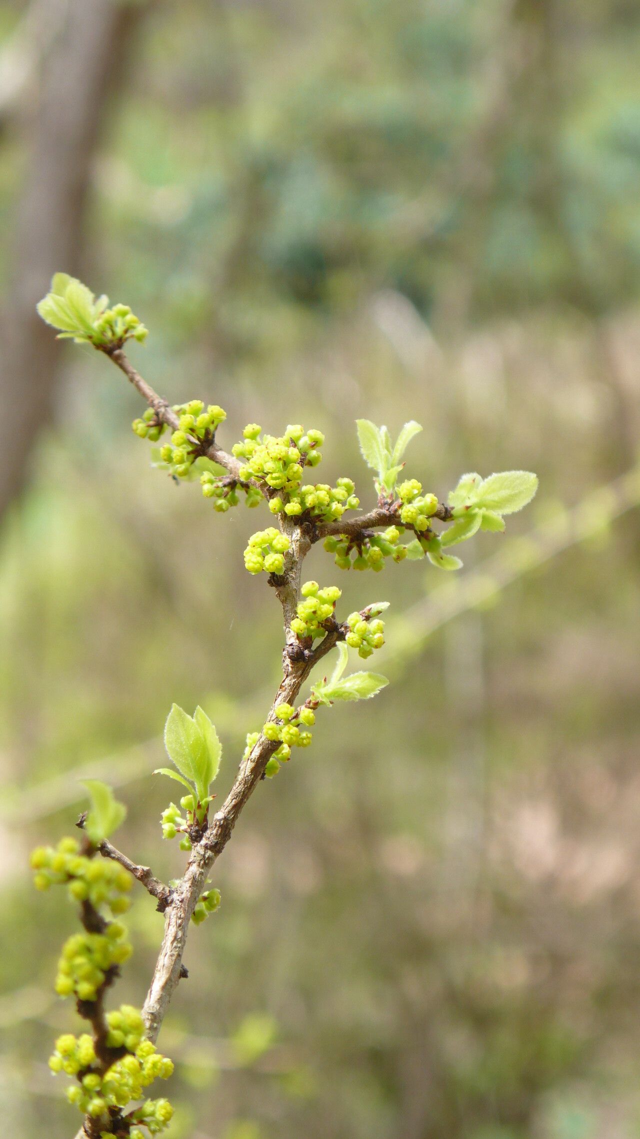 Xylosma ciliatifolium flower