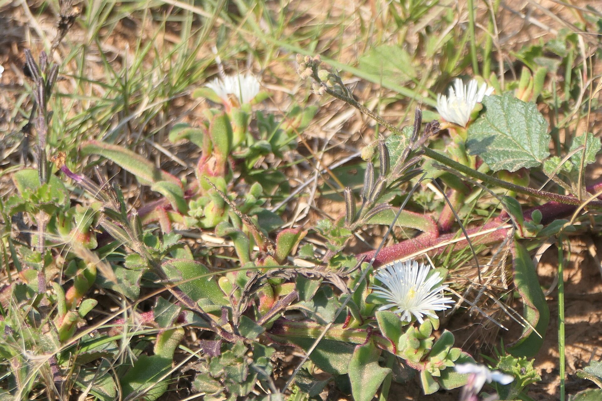 Mesembryanthemum aitonis flower