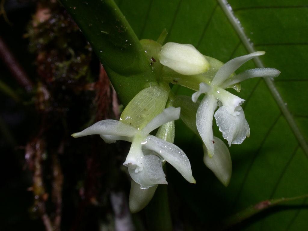 Epidendrum octomerioides — search result for 'Epidendrum'