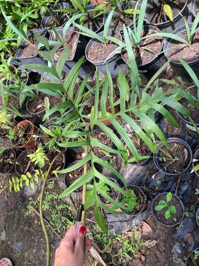 Philodendron tortum — search result for 'Philodendron'