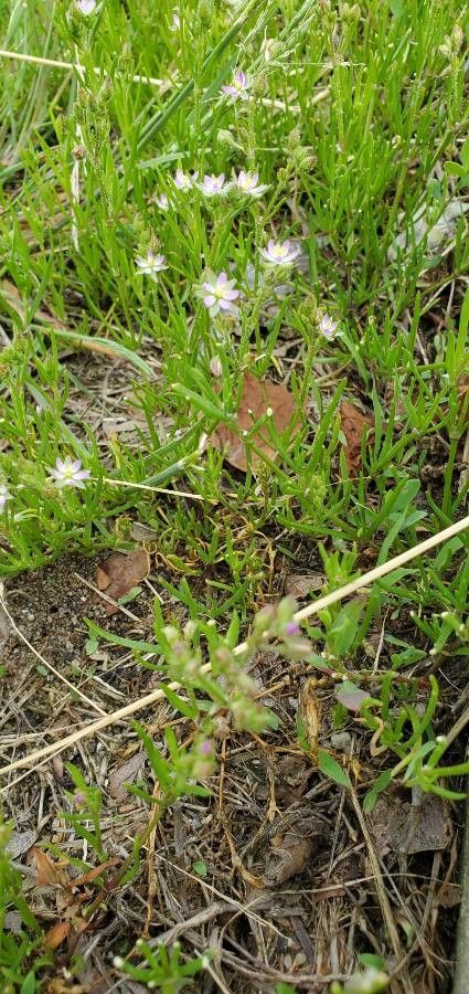 Spergularia salina — houseplant care guide