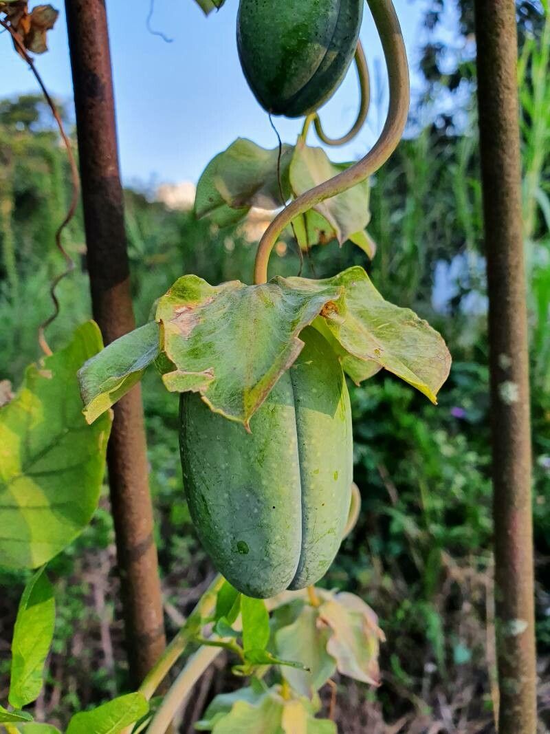 Cobaea scandens fruit