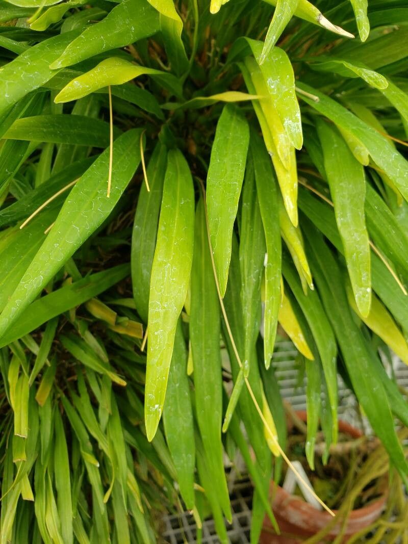 Coelogyne microchila — houseplant care guide