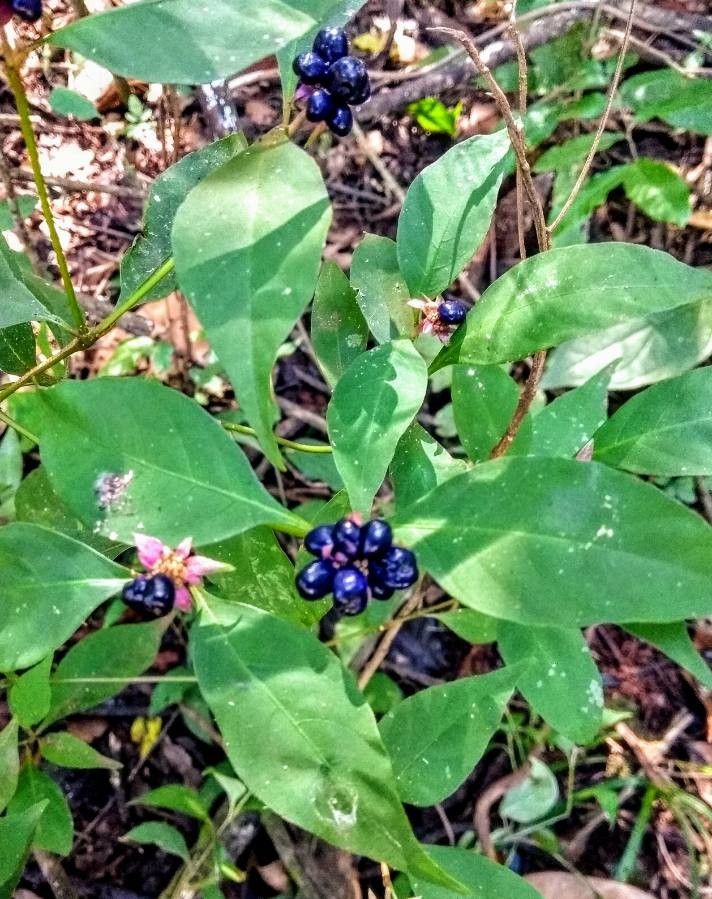 Coccocypselum lanceolatum fruit