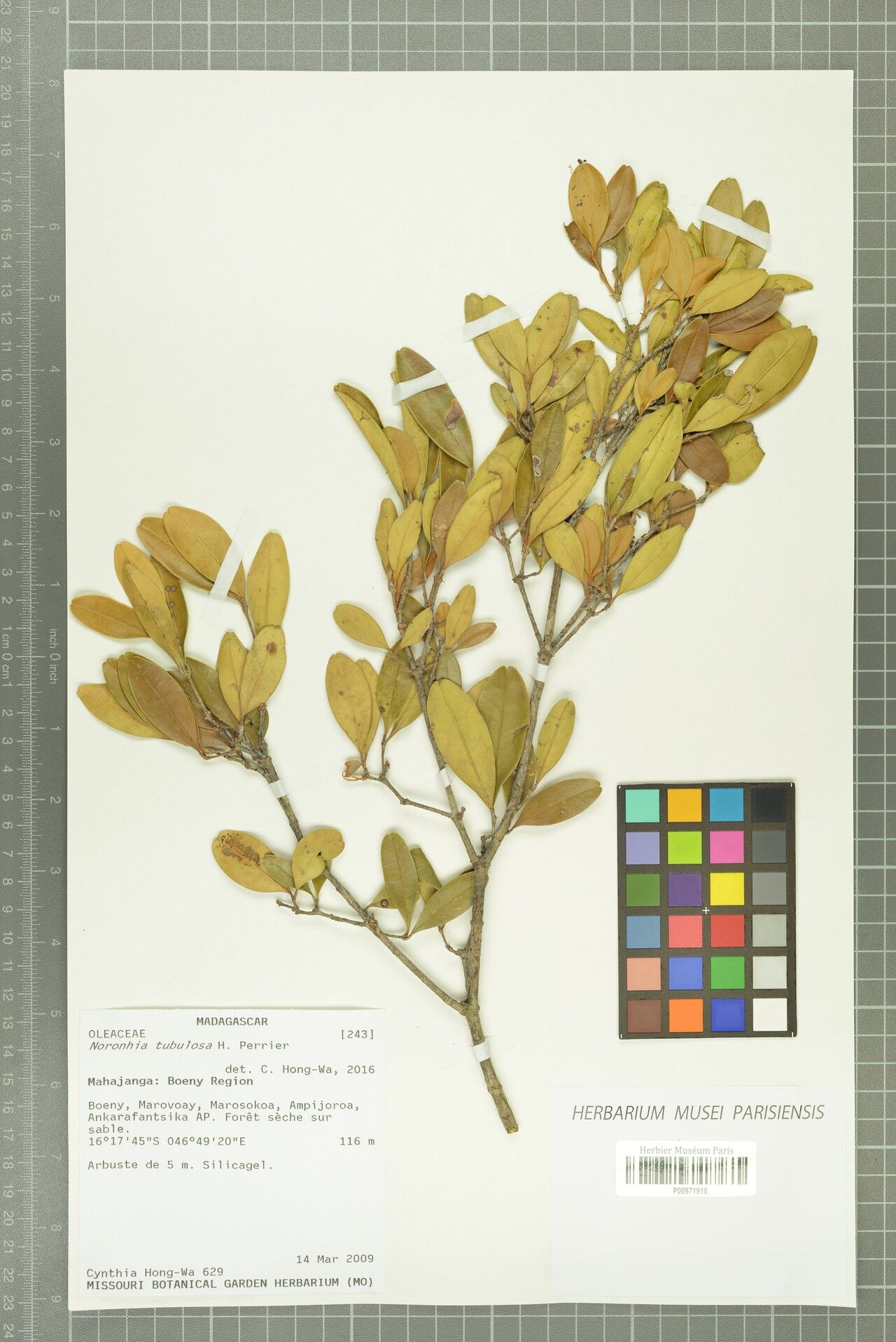 Noronhia tubulosa — houseplant care guide