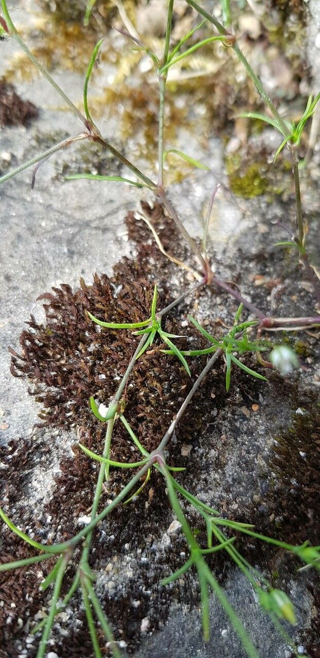 Sabulina tenuifolia leaf