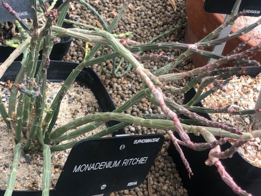 Euphorbia phosphorea — houseplant care guide