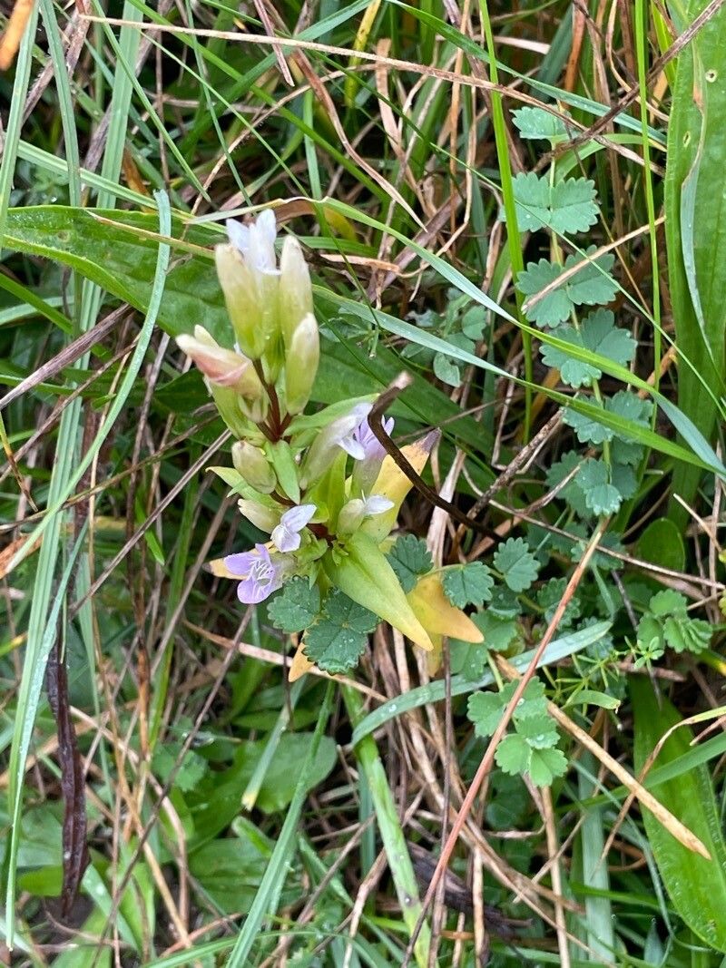 Gentianella amarella flower