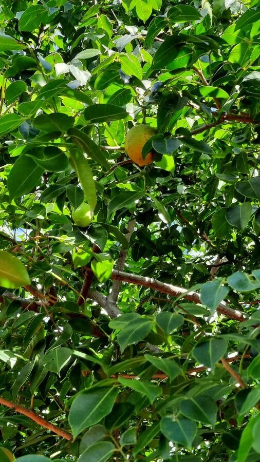 Spondias tuberosa fruit