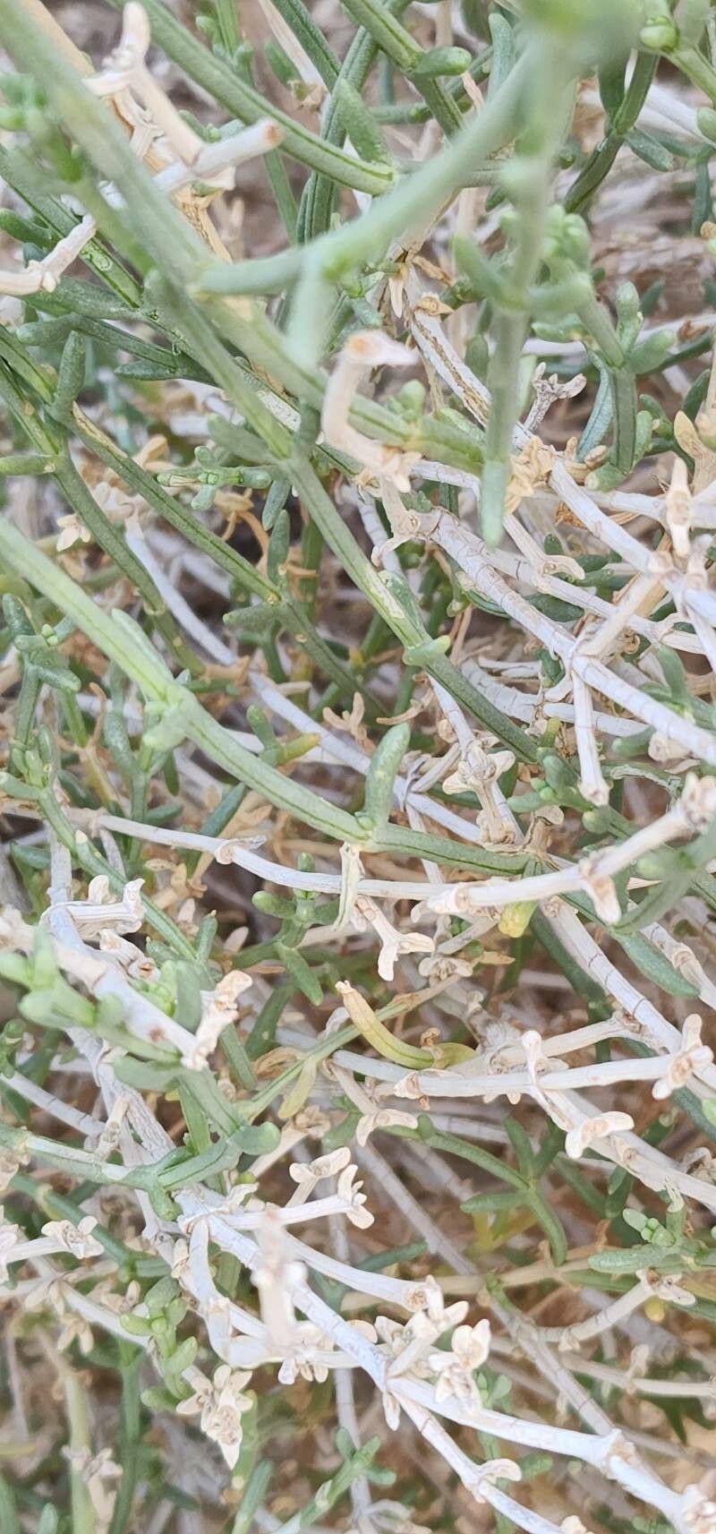 Salsola setifera bark