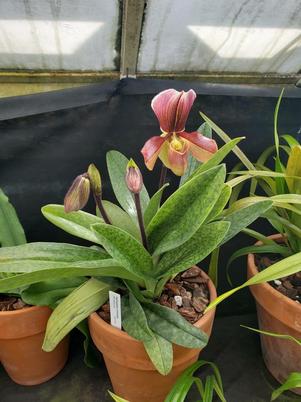 Paphiopedilum superbiens habit