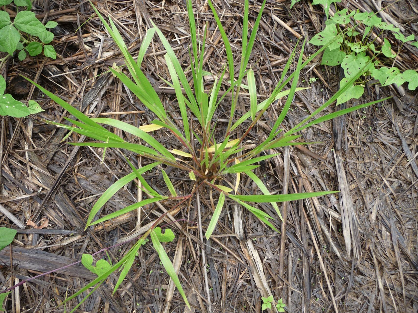 Urochloa piligera — houseplant care guide