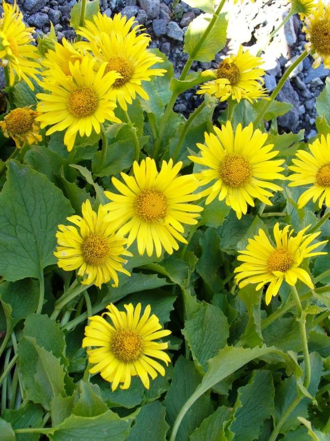 Doronicum grandiflorum flower
