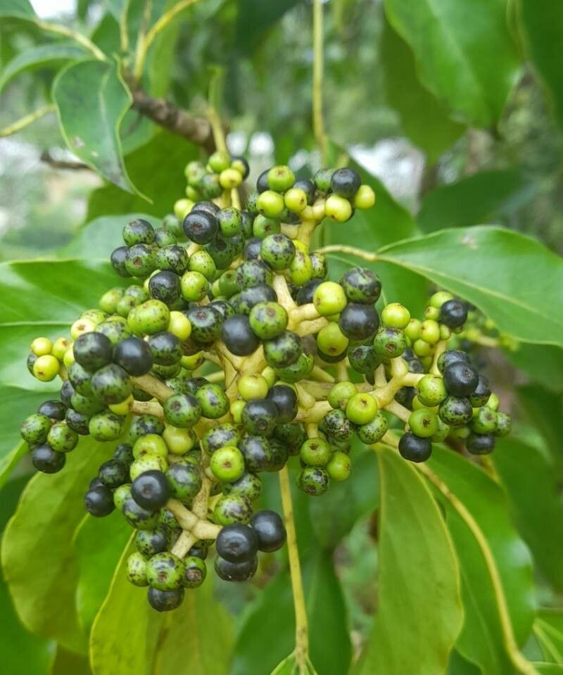 Oreopanax capitatus fruit