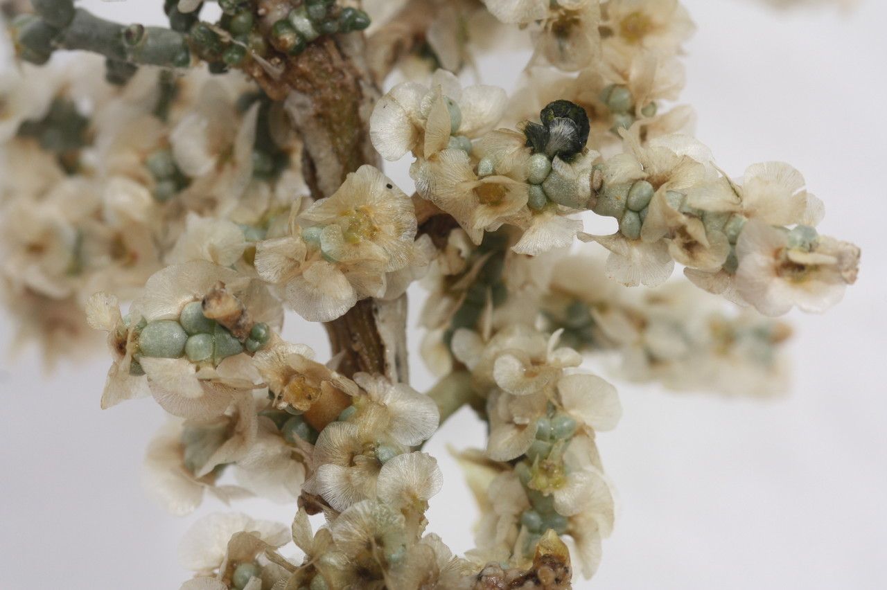 Anabasis oropediorum flower