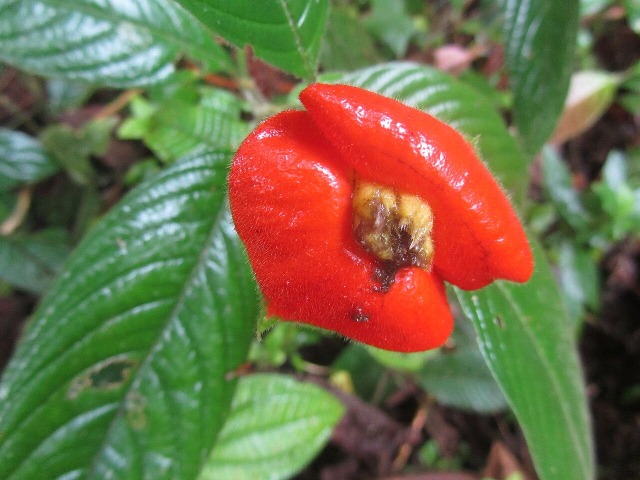 Psychotria poeppigiana — search result for 'El Salvador'