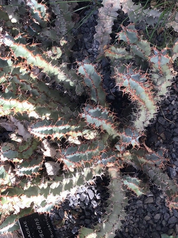 Euphorbia coerulans — houseplant care guide