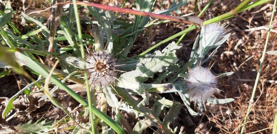 Centaurea eriophora leaf
