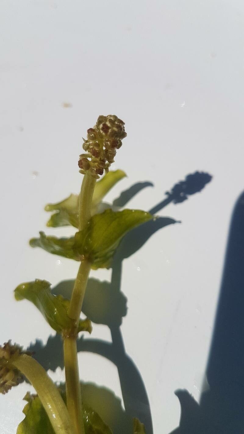 Potamogeton perfoliatus flower