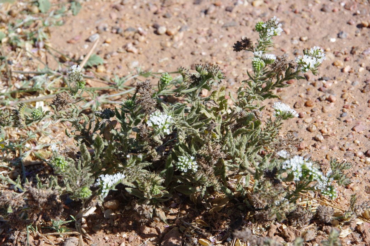 Heliotropium crispum flower
