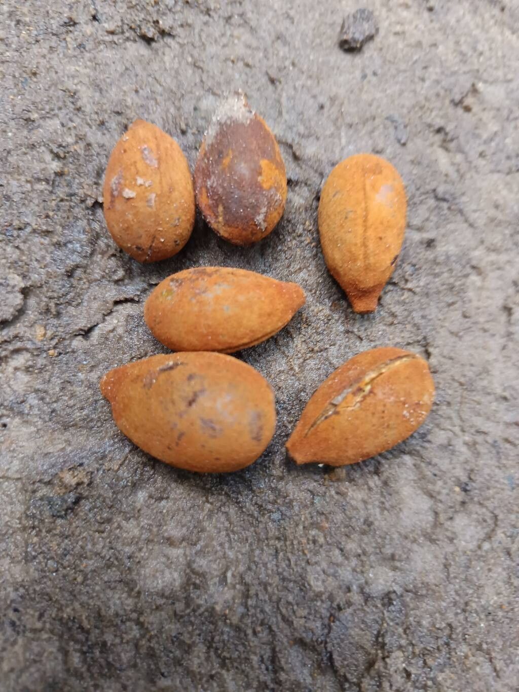 Pycnanthus angolensis fruit
